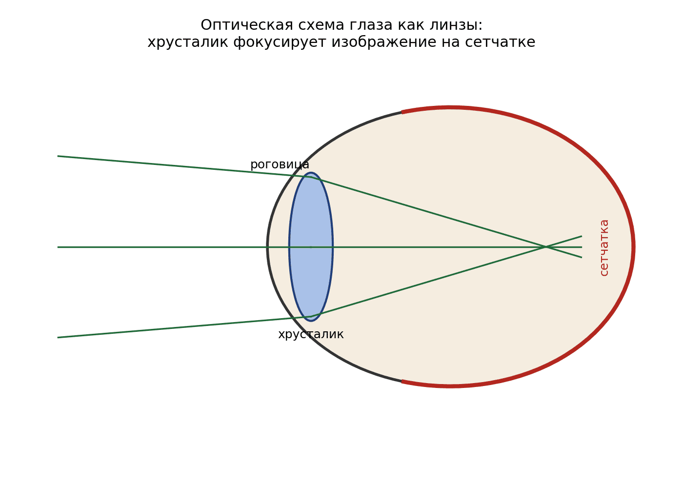Оптическая схема глаза: хрусталик, подобно собирающей линзе, фокусирует изображение предмета на сетчатке.
