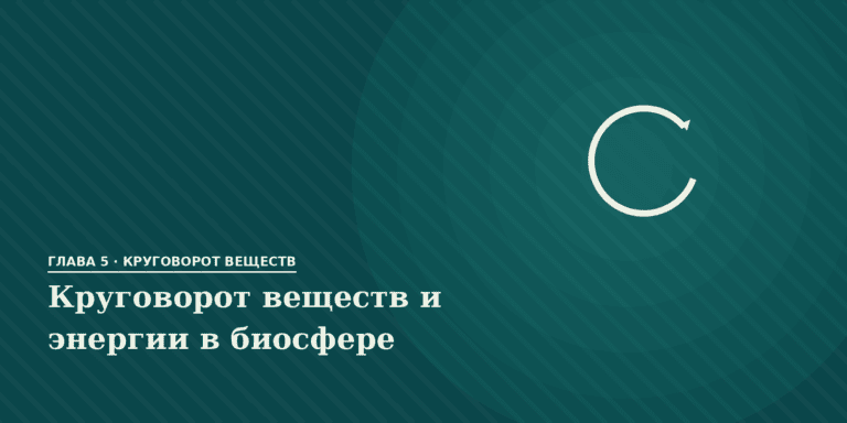 Круговорот веществ и энергии в биосфере