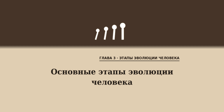 Основные этапы эволюции человека